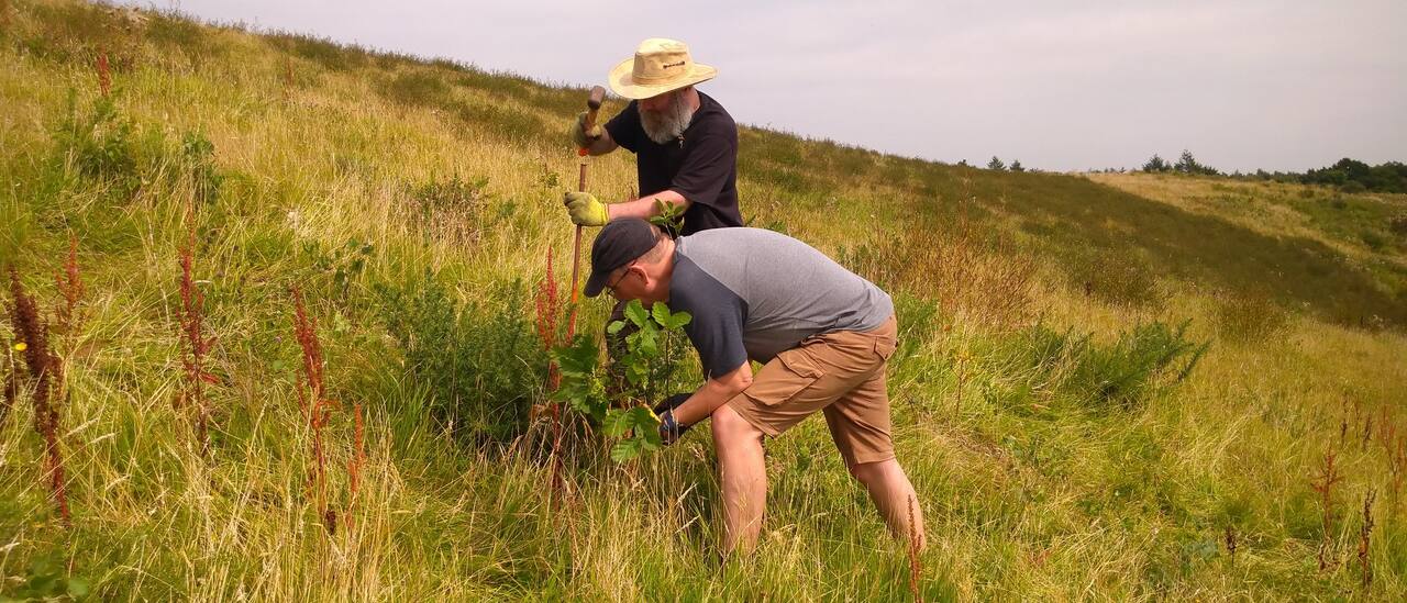 Tree Planting