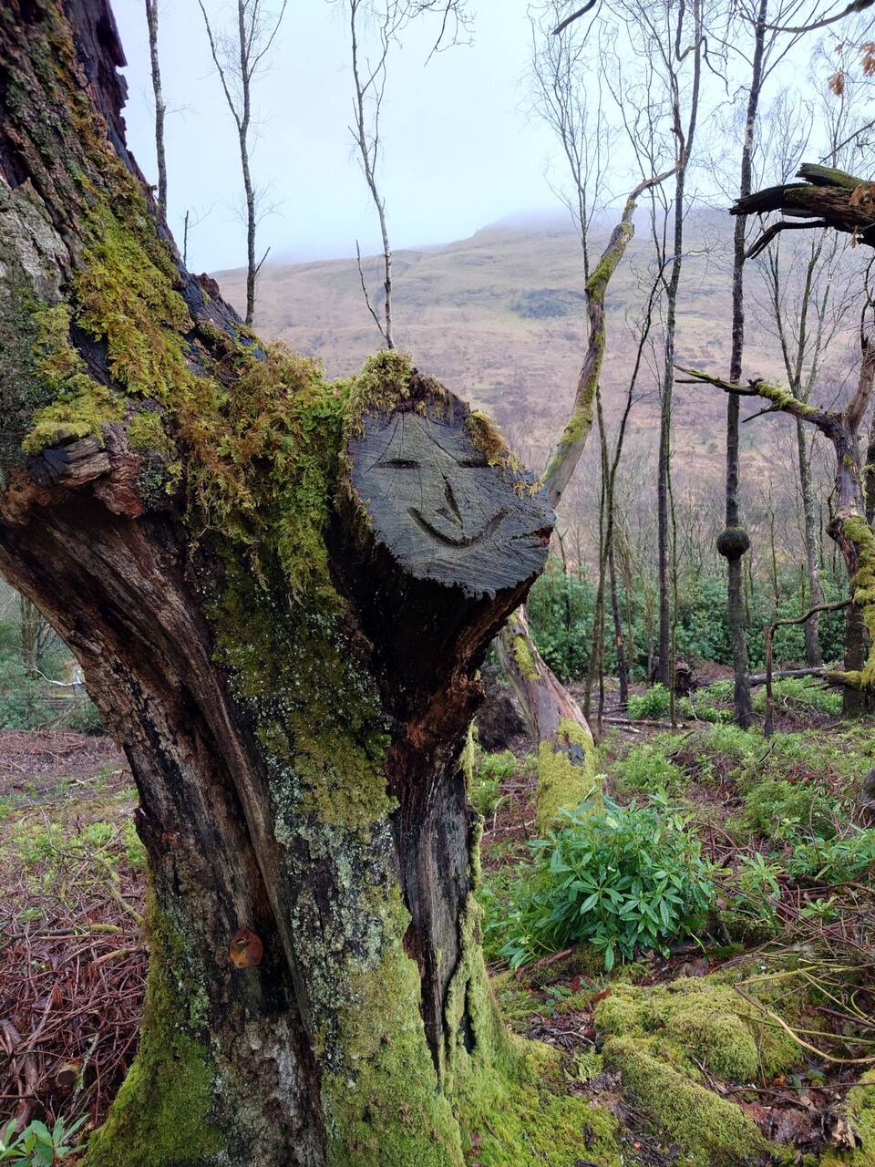 Happy Tree, Arrochar / Tarbet